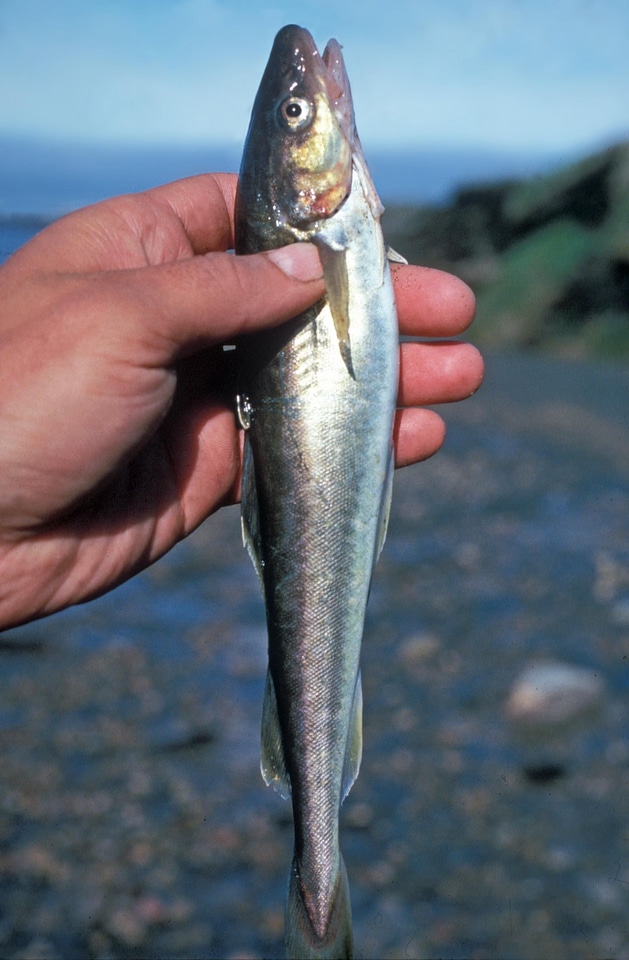 Arctic fish 