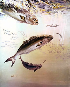 Artistic bluefish painting