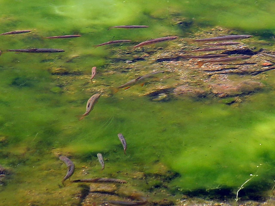 Baby brook Salmo trutta