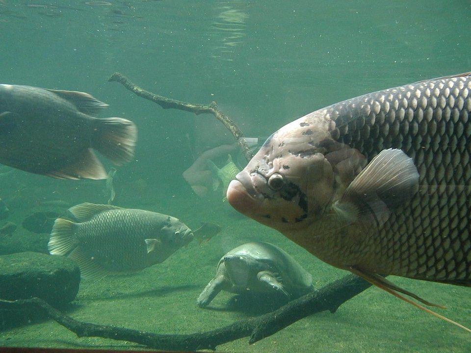 Close-Up fish underwater