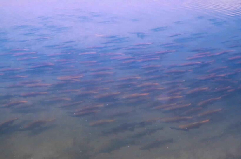 Grounds Oncorhynchus nerka salmon