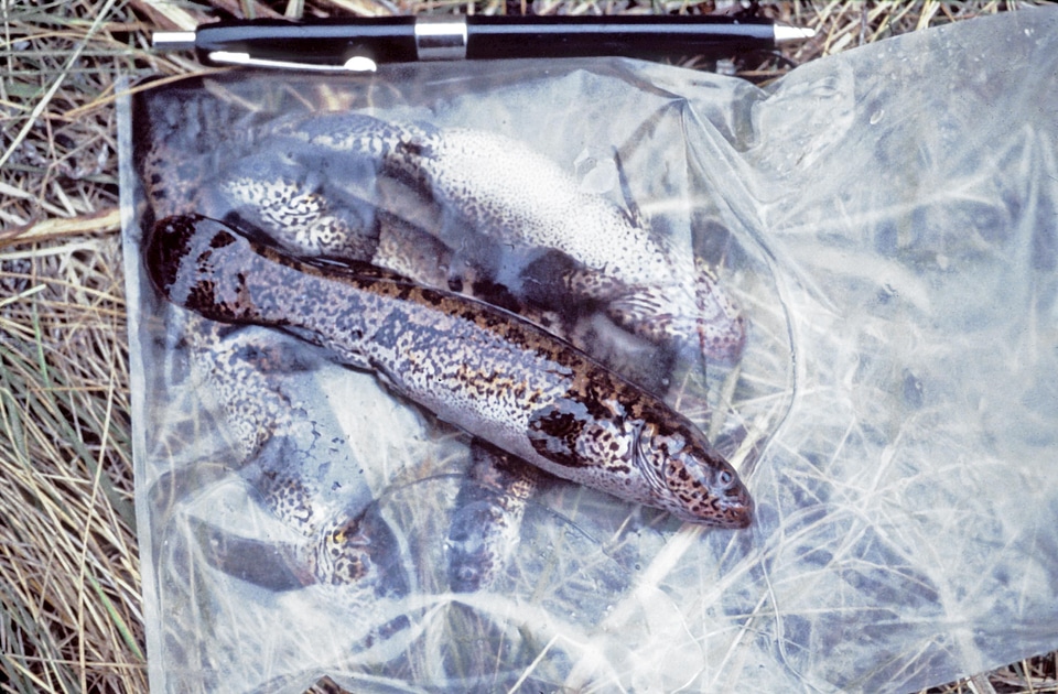 Black Fish fish little