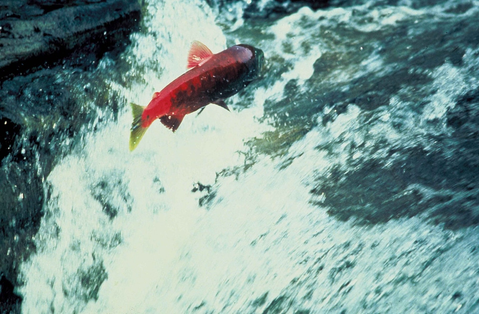 Alaska jump salmon