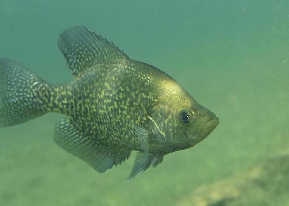 Black fish Pomoxis nigromaculatus