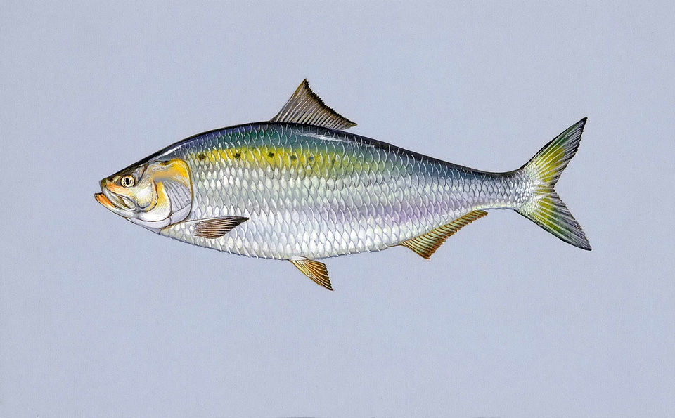 American fish 