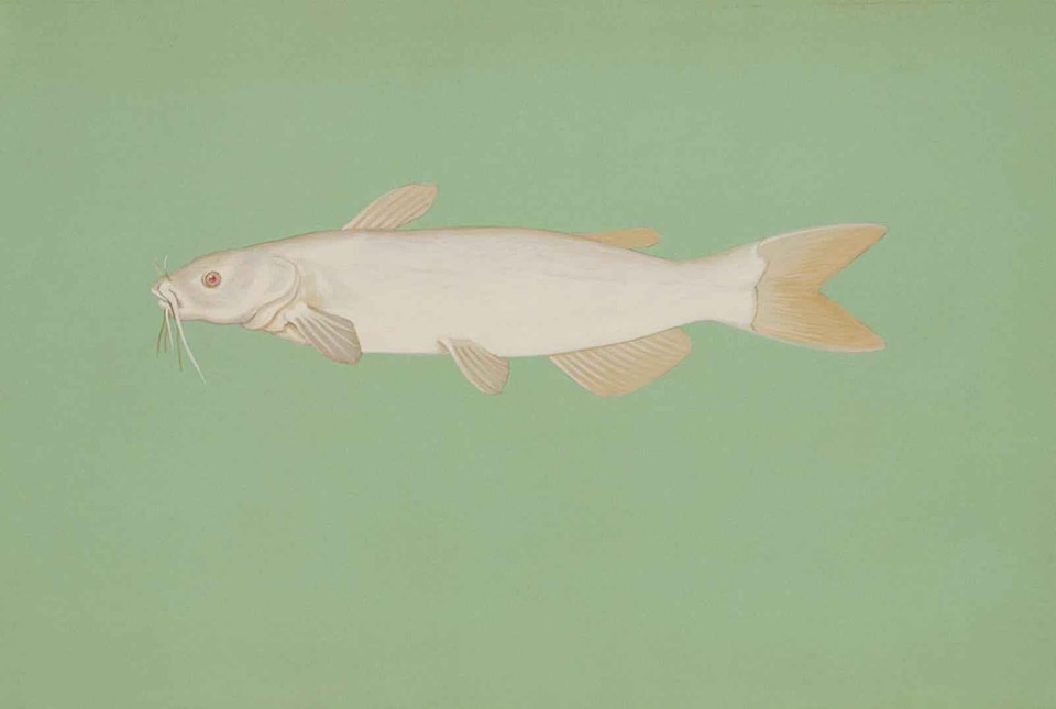 Albino canal catfish