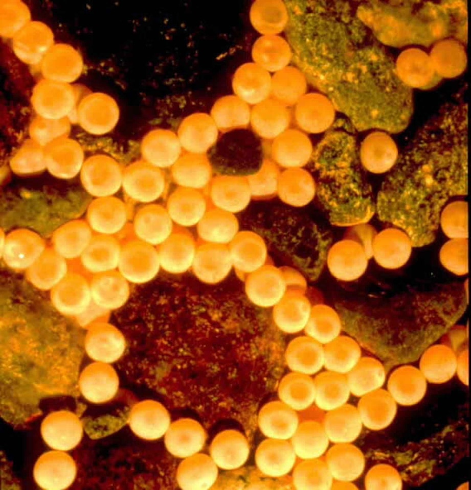 Egg salmon underwater