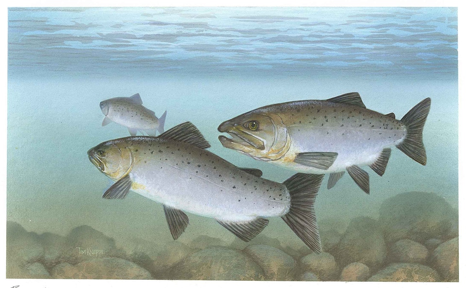 Fish pacific salmon