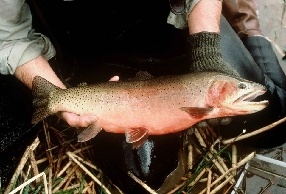 Adult cutthroat fish