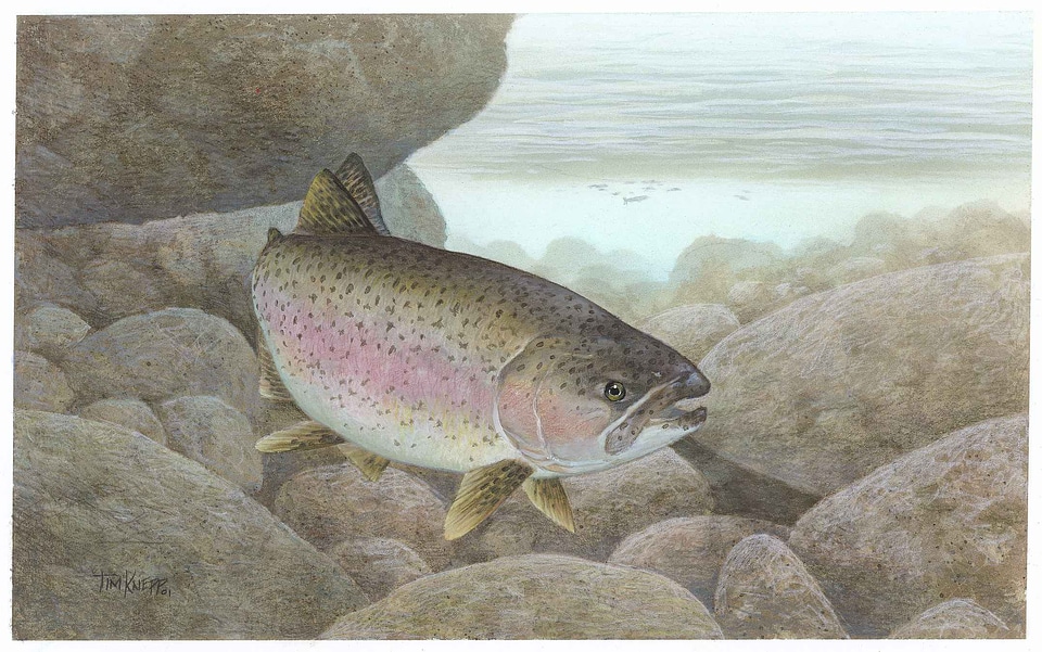 Fish Oncorhynchus mykiss rainbow