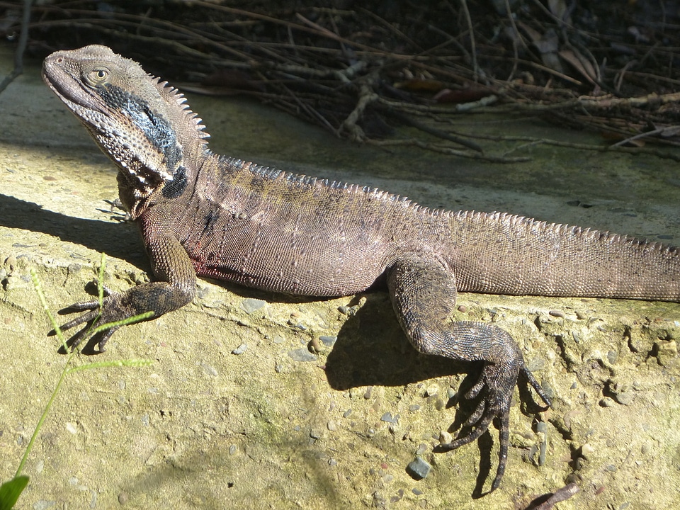 Reptile eastern water dragon lizard