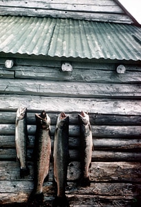 Cabin hanging Oncorhynchus mykiss photo