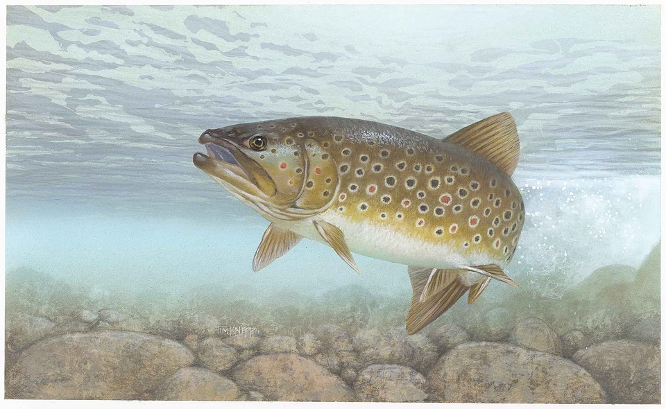 Arroyo fish largemouth