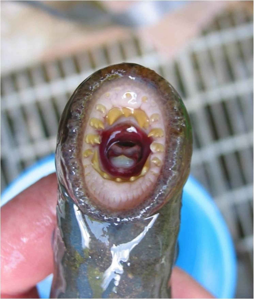 Adult lamprey model