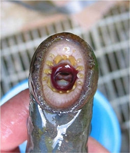 Adult lamprey model