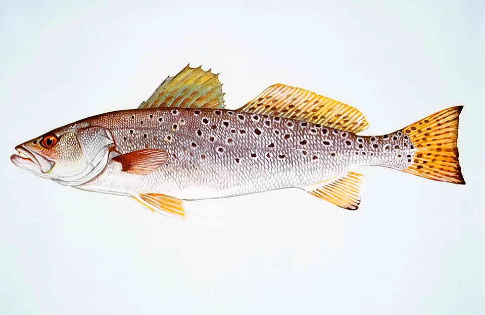 Fish  