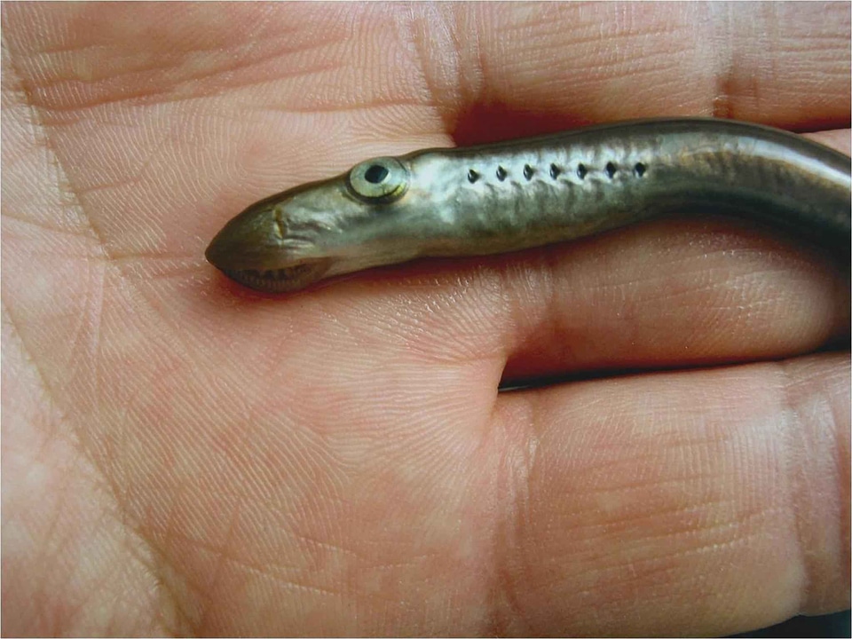 Juvenile lamprey pacific