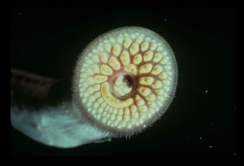 Animal lamprey mare
