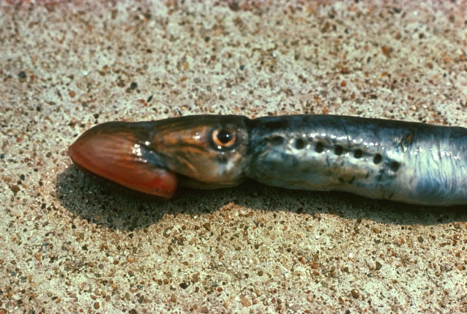 Lamprey mare Petromyzon marinus