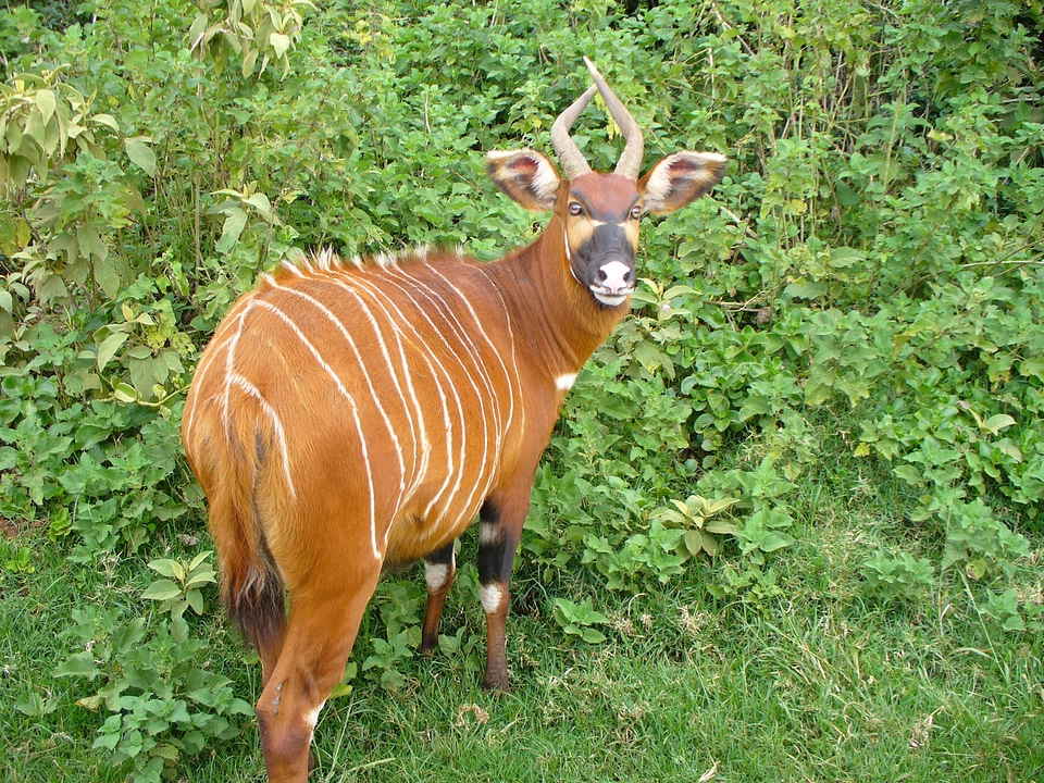 Wildlife deer striped