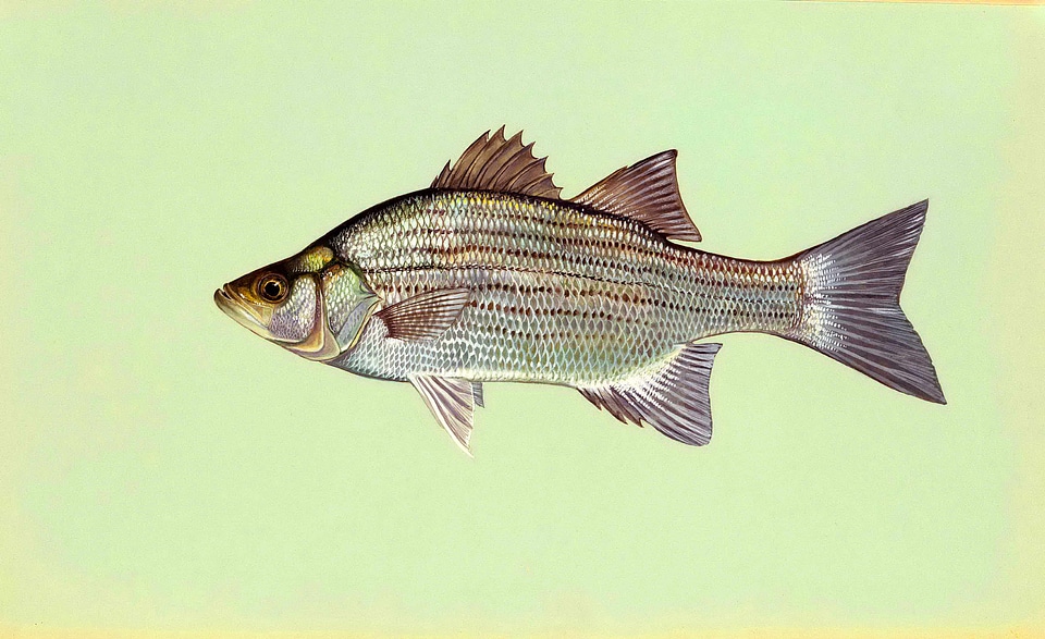 Fish white 