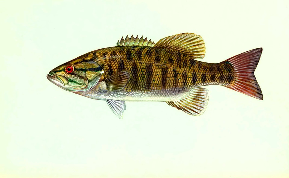 Fish Micropterus dolomieu smallmouth bass