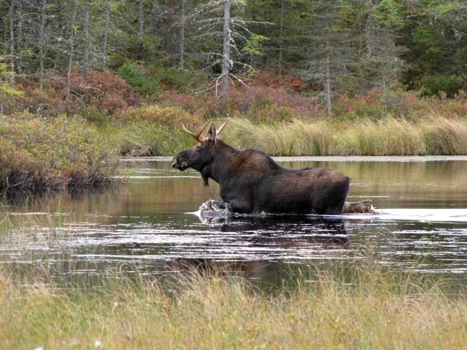 Animal river 