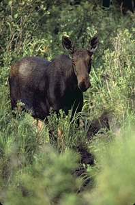 Animal mammal 