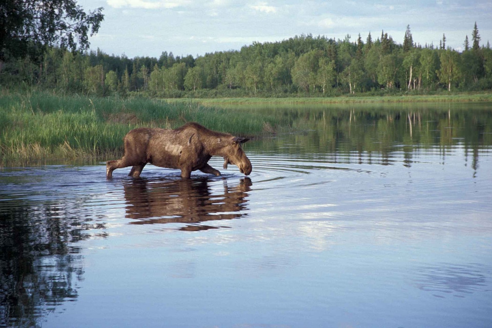 Feed lake 