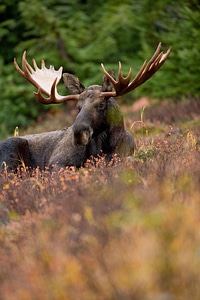 Animal array frontal photo