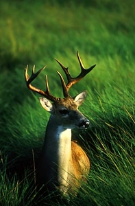 Close close-up deer photo