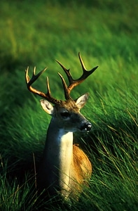 Close close-up deer