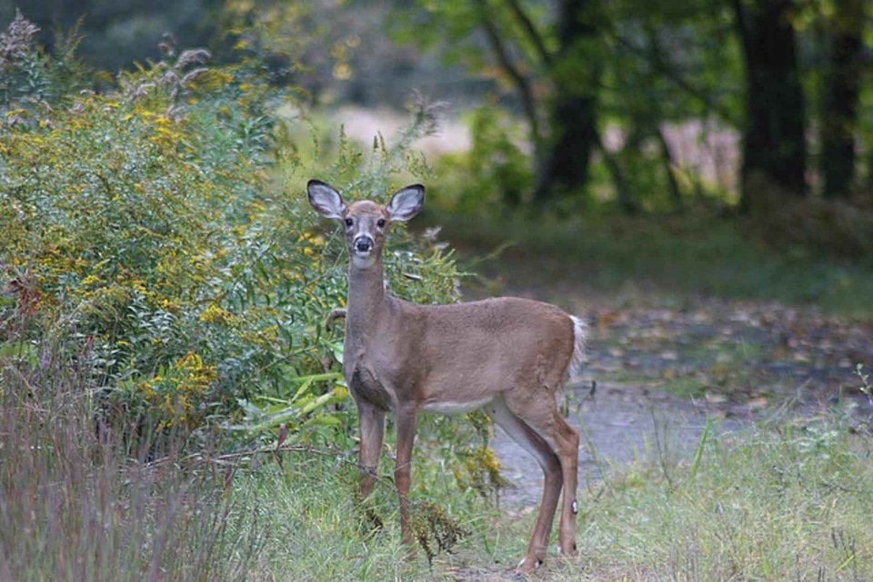 Deer white yearling