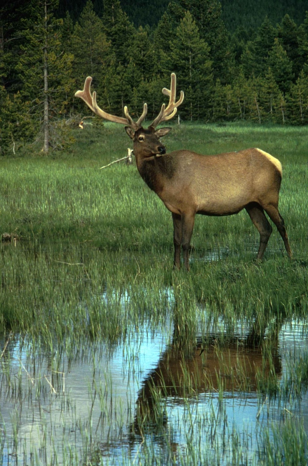 Bull velvet 