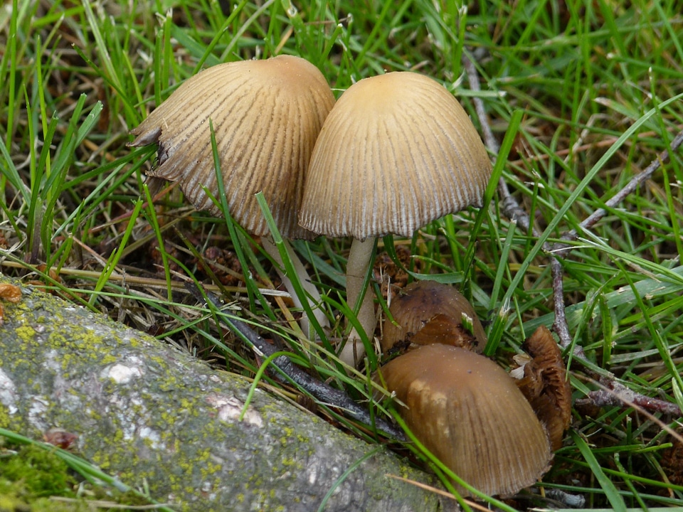 Nature plant forest