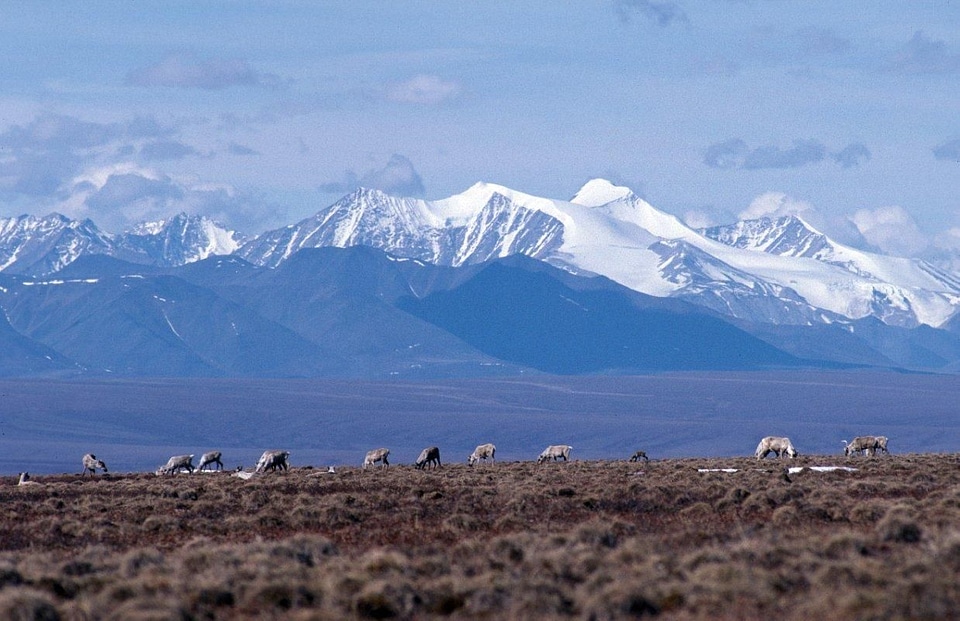 Background caribou distance