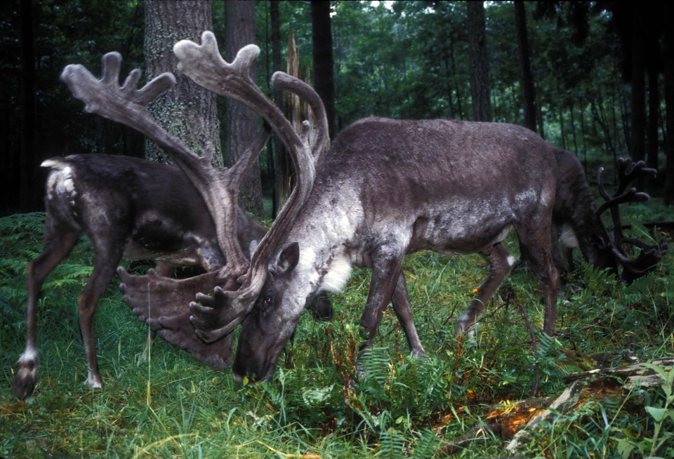 Area caribou forest