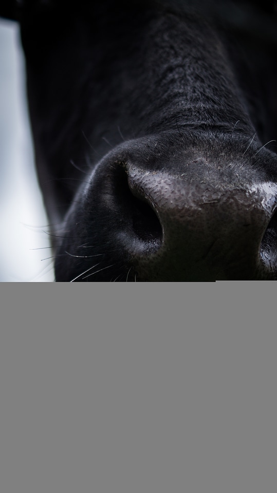 Rural mammal livestock