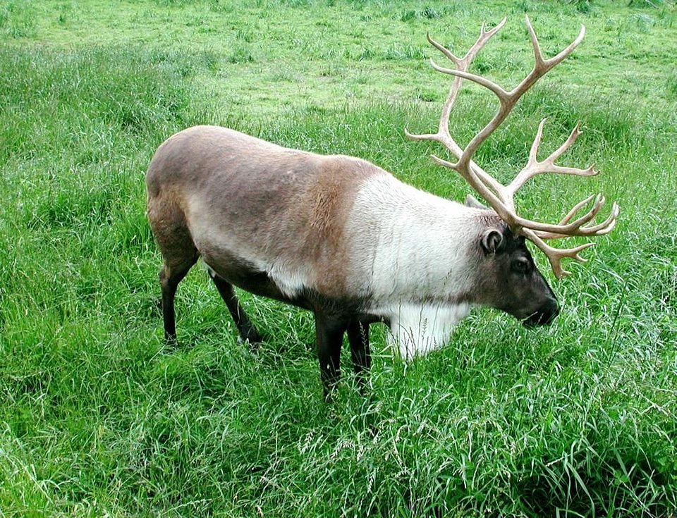 Animal caribou 