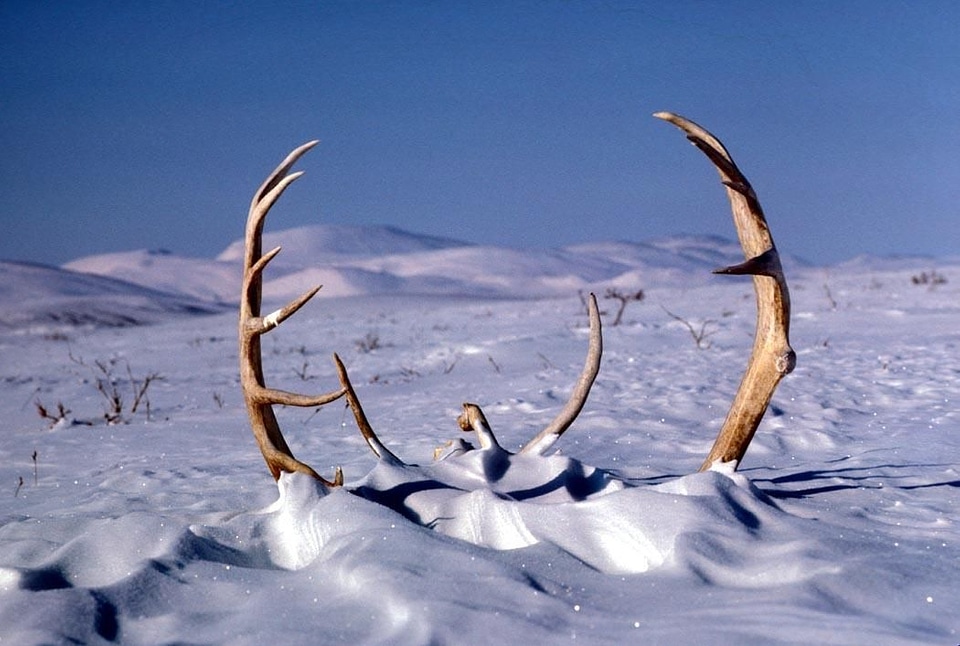 Animal caribou deer