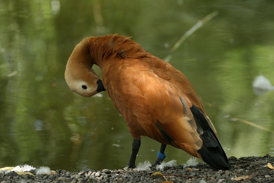 Nature pond birds