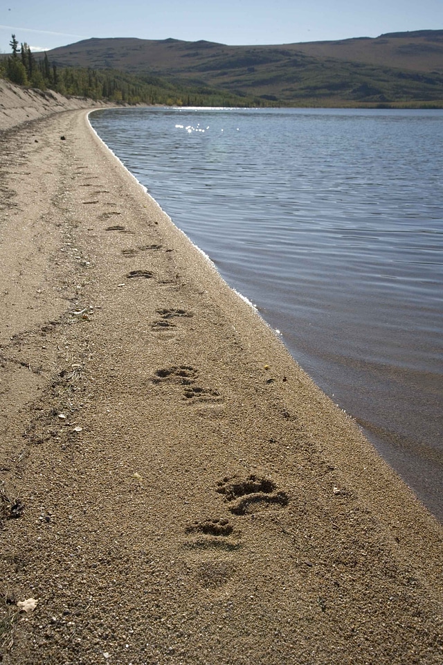 Bear grizzly sand