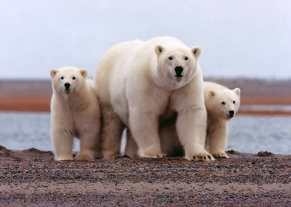 Bear female teenage