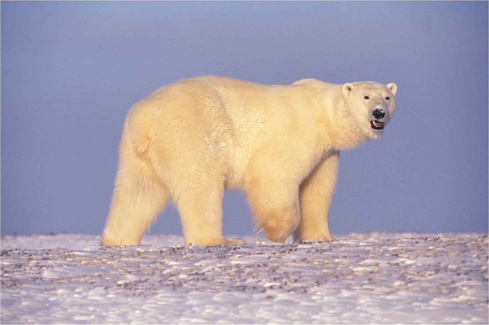Alaska arctic bear