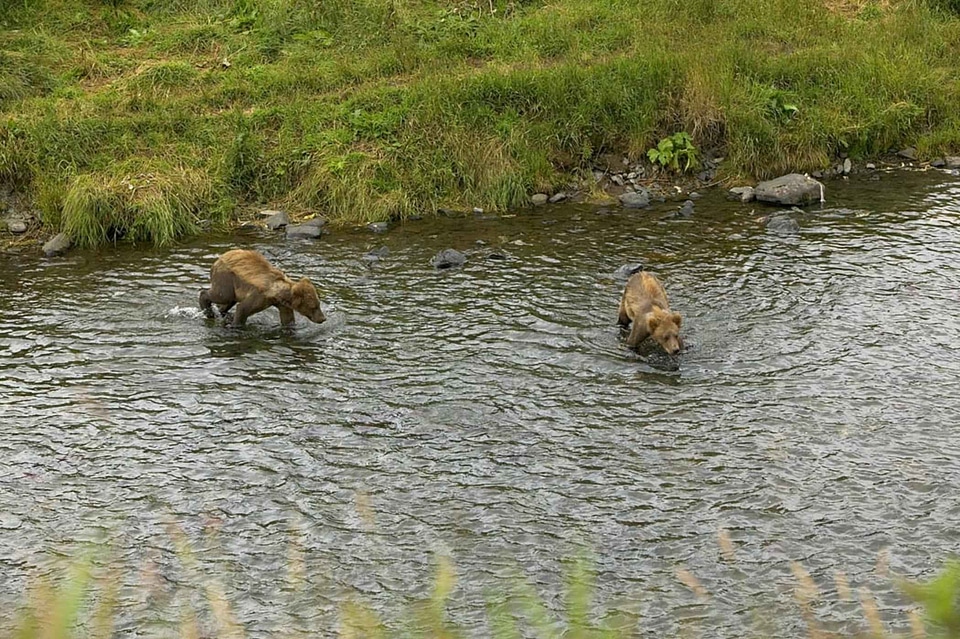 Bear brown brown bear