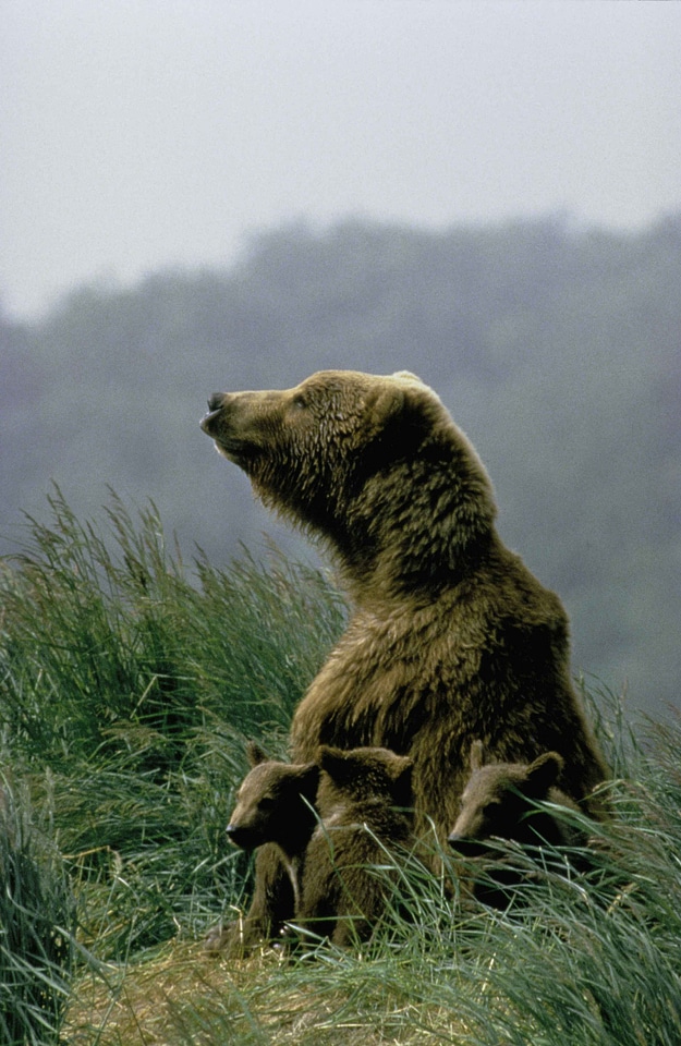 Bear match teenage