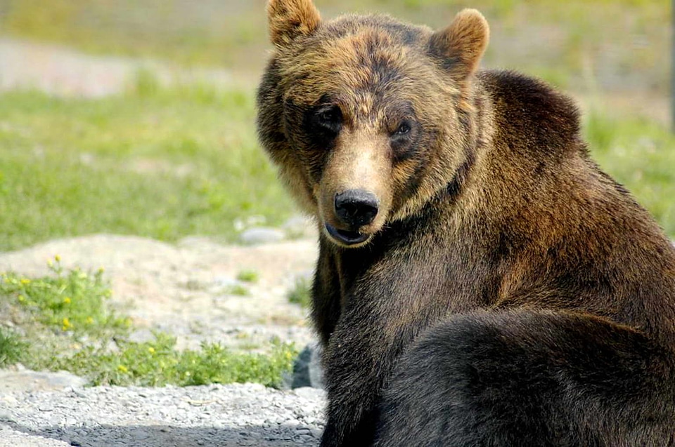 Bear brown brown bear