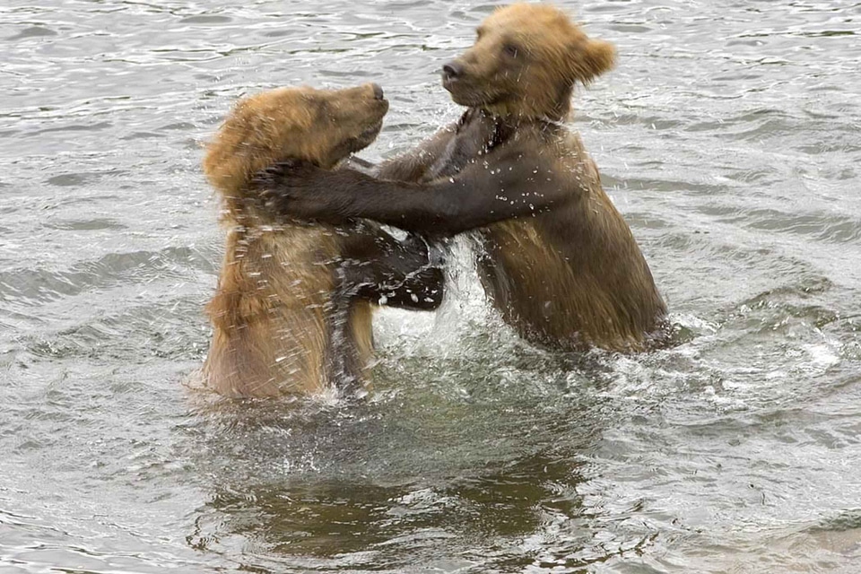Bears brown playing