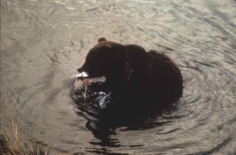 Bear brown brown bear