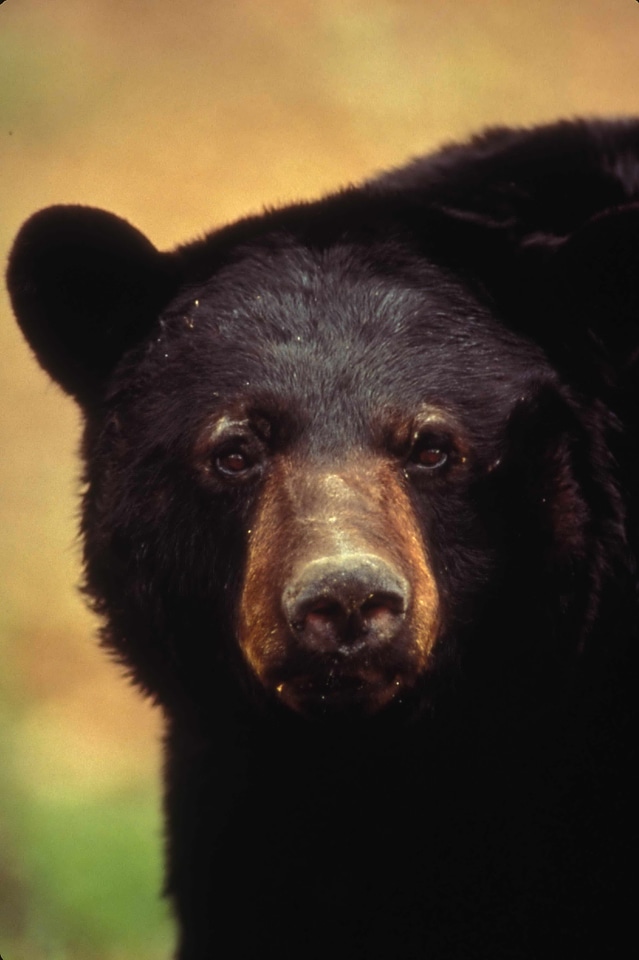 American bear black
